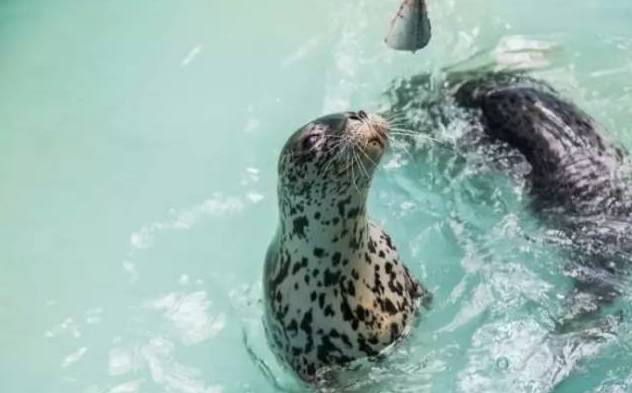 河北带孩子去最好玩的游乐场,河北最大的儿童室内游乐场