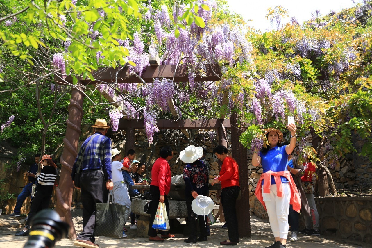 古逸黄县馨香龙口