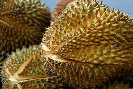 没熟的榴莲打开什么样,榴莲打开了肉没熟硬硬的怎么办