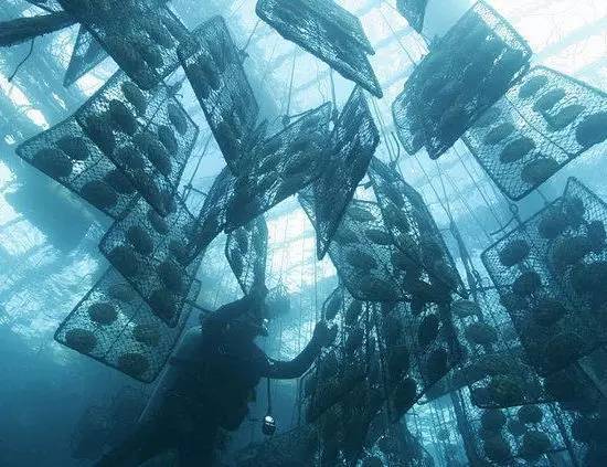 每个女人一生都要有一件珍珠首饰,女人一定要有一件珍珠首饰