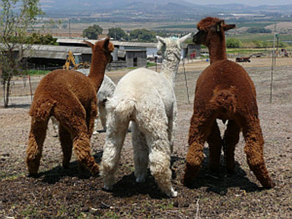 如果你惹怒了羊驼会怎么样,对羊驼一无所知的说说