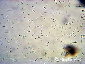 300倍显微镜能观察什么,什么东西可以通过显微镜来观察