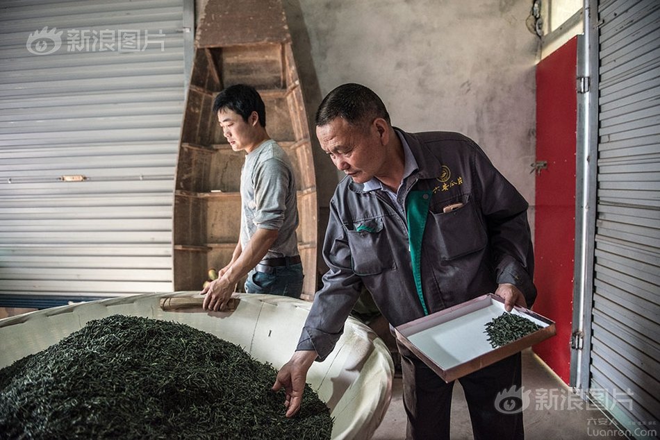 六安瓜片纯手工制作,新茶六安瓜片手工