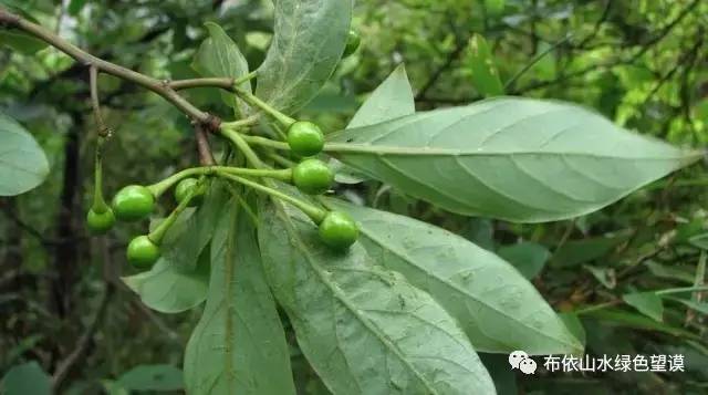 您好！我叫望谟，这是我的新名片~