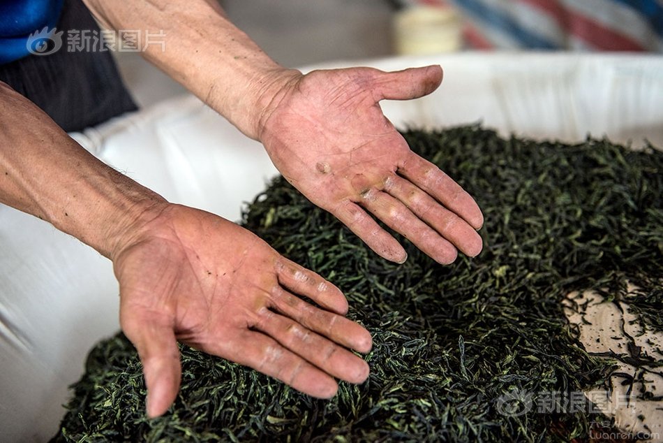 六安瓜片纯手工制作,新茶六安瓜片手工