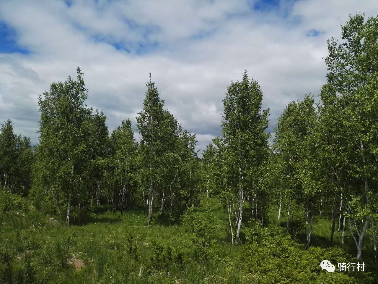 北极村到呼伦贝尔再到辽宁,北极村到加格达奇多少公里