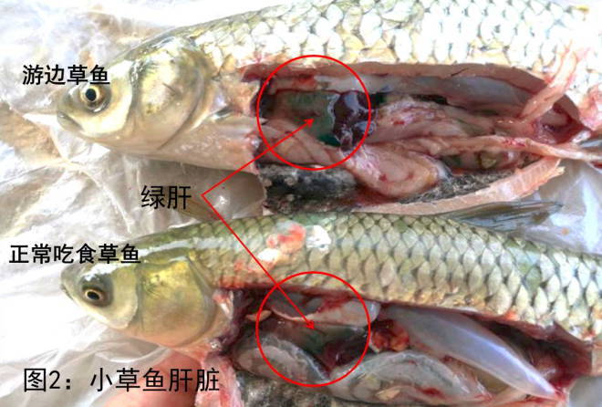 养殖草鱼死掉的原因,养殖草鱼出现死鱼