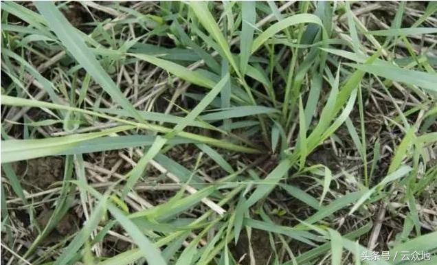 一季稻田间怎样除草更有效,稻田狗尾草怎么除