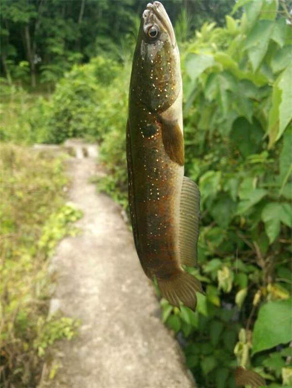 被誉为“保健珍品”的七星鱼，在农村能否养殖致富