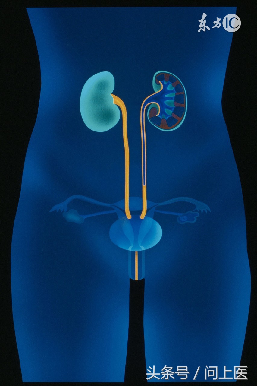 肾脏捐献者有什么影响,关于肾脏那点事科普知识