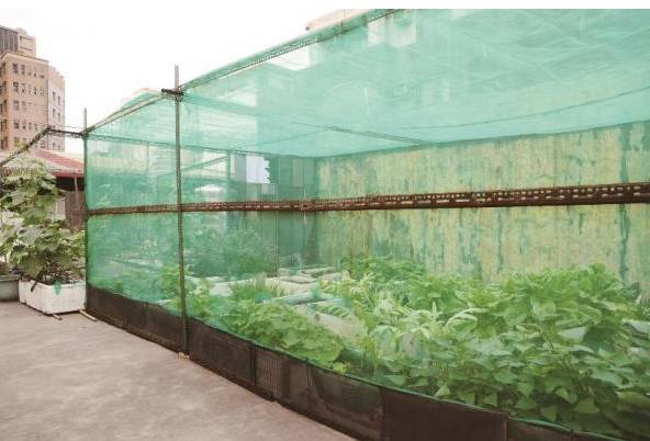 阳台种菜飞虫怎么去除无毒无害,阳台种菜有很多小飞虫杀虫剂