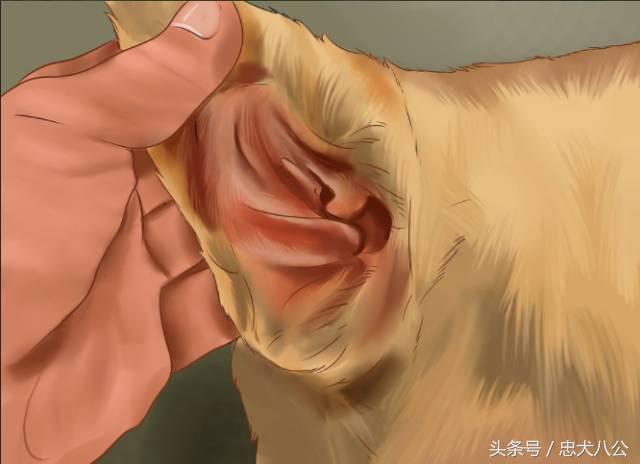 训练狗狗看其他狗不激动,训练狗狗眼睛看着我