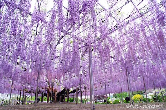 日本最大一棵紫藤图片,最好看的日本紫藤