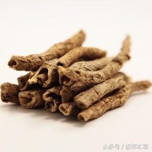 本草养生之五加皮的功效与作用