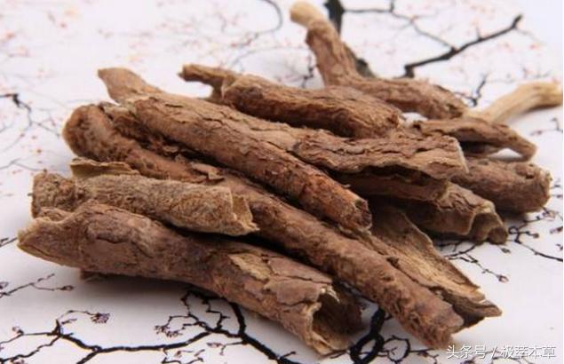 本草养生之五加皮的功效与作用