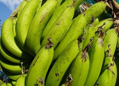 香蕉黑星病用什么药治疗最好,香蕉种植断蕾管理技术