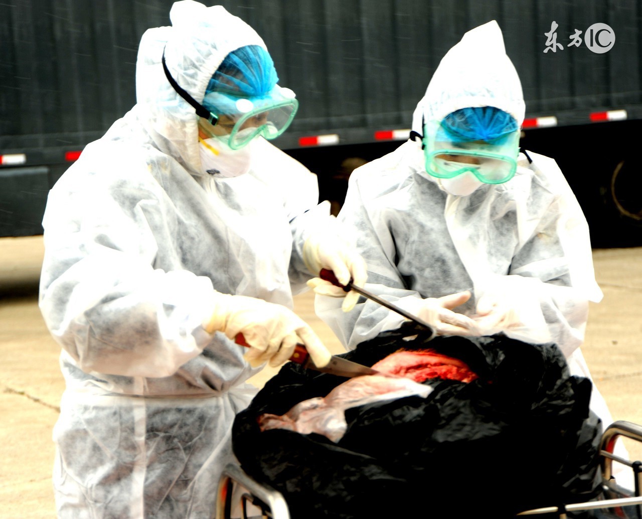 仔猪红痢发病图片,仔猪胀肚拉稀怎么治疗