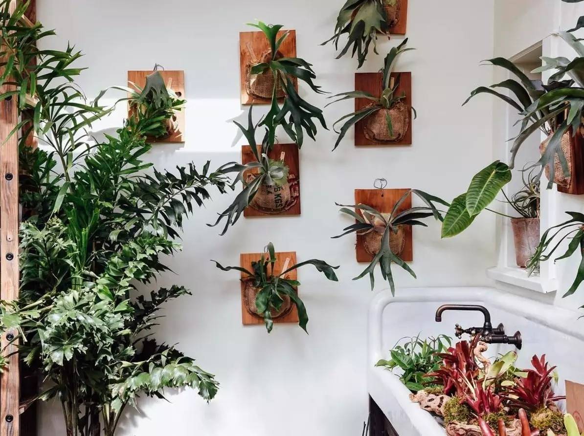 卖的最好的植物店,植物店能买到哪些植物