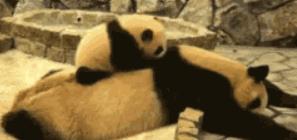 搞笑gif动图：汪星人，你是打算练蛤蟆神功吗