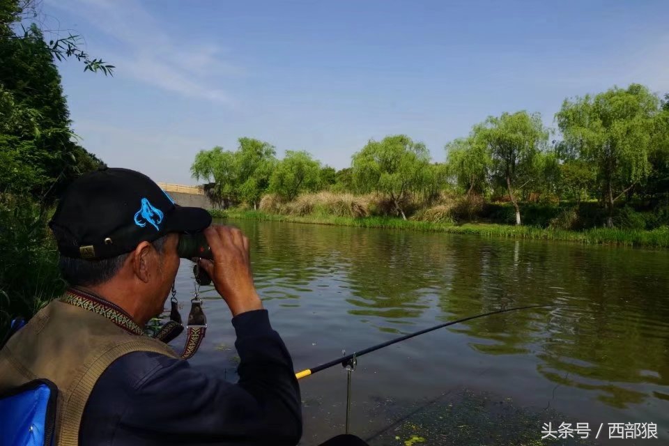 一斤多的黄丫头钓鱼视频,野塘钓黄刺鱼