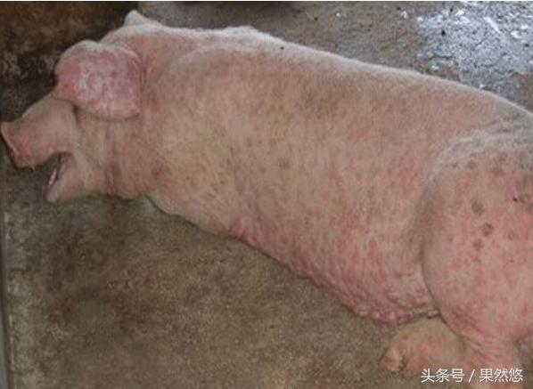 猪咳嗽呼吸困难打什么针最好,猪呼吸困难怎么治疗效果最好