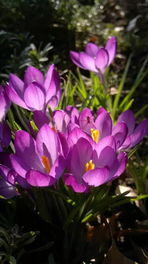 罕见的花红色,正宗藏红花西藏的藏红花