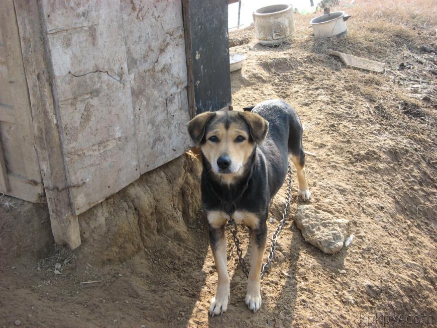 老狗不吃饭只喝水能活多久,老狗三天不喝水有事吗