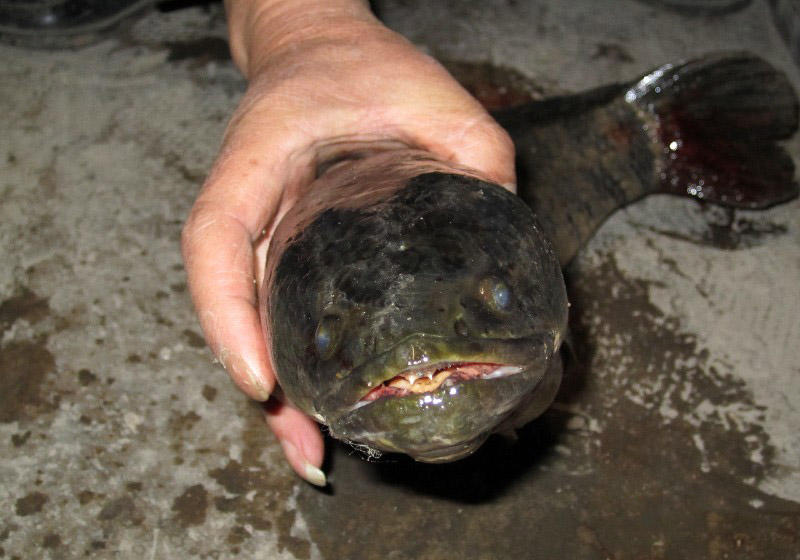 被誉为“保健珍品”的七星鱼，在农村能否养殖致富