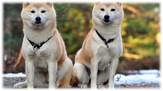 藏獒5000万世界上最贵的宠物吗,为什么世界第一贵狗不是藏獒