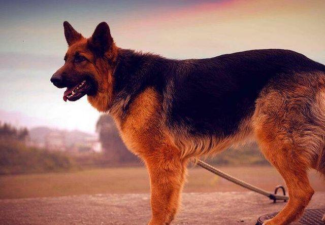 狗狗价格表又便宜又好养,宠物市场狗狗的价格