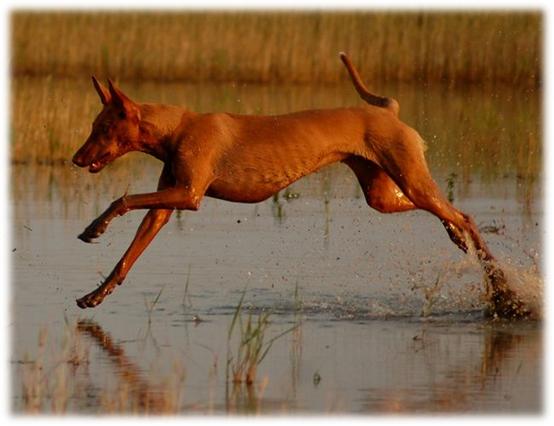 藏獒5000万世界上最贵的宠物吗,为什么世界第一贵狗不是藏獒