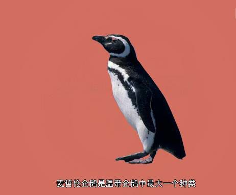 重庆欢乐海底世界儿童节门票,重庆欢乐海底世界海洋馆价格