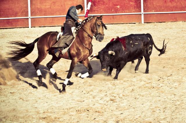 新西兰西班牙斗牛,西班牙杀斗牛