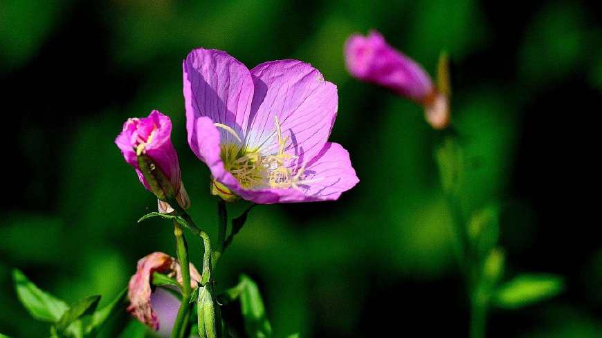 月见草含油量达25.1%含Y~亚麻酸达8.1%，最有开发前景