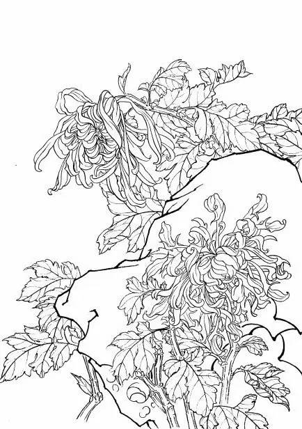 菊花白描工笔画图片大全,国画菊花鸟类白描教学视频