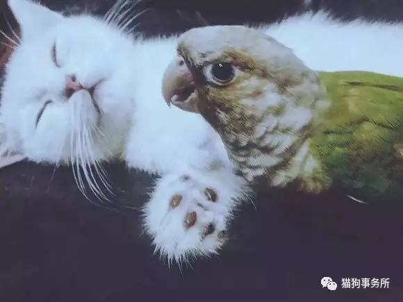 为什么猫可以让一个人的心情变好,猫能使人成熟的从来不是岁月