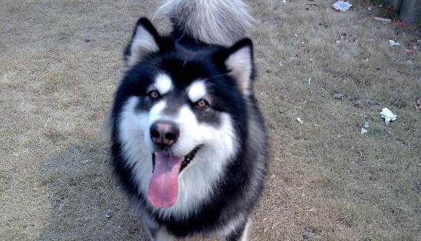 狗狗价格表又便宜又好养,宠物市场狗狗的价格