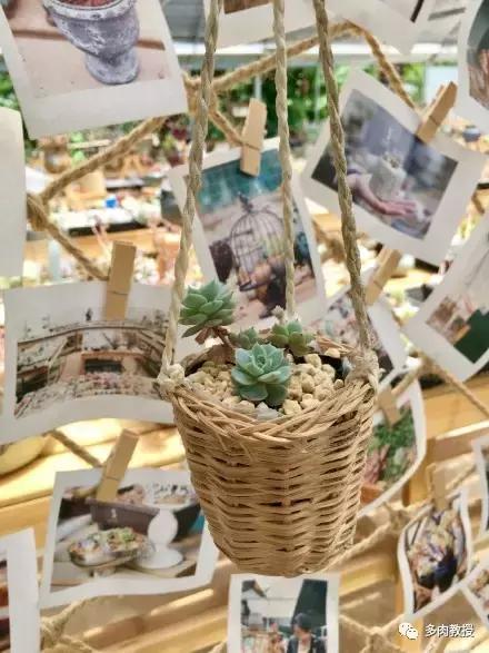 多肉的奇特之处,养的多肉长了蘑菇