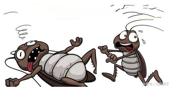 防治蟑螂药物,防治蟑螂最好的药