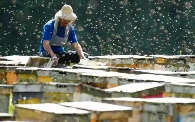 黎川中蜂养殖,养殖土蜂的利润与成本真实