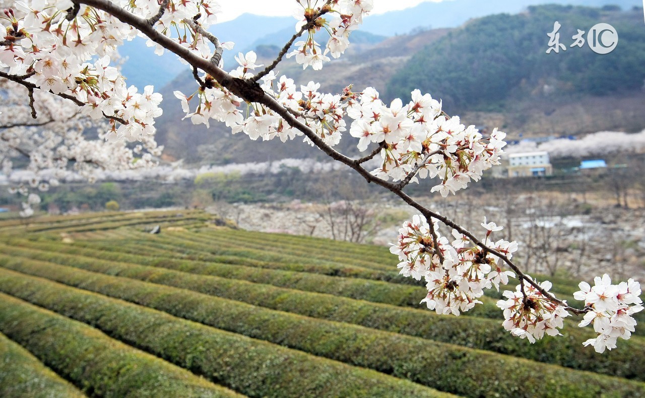 乡村生活的古诗村居,借景抒情田园古诗