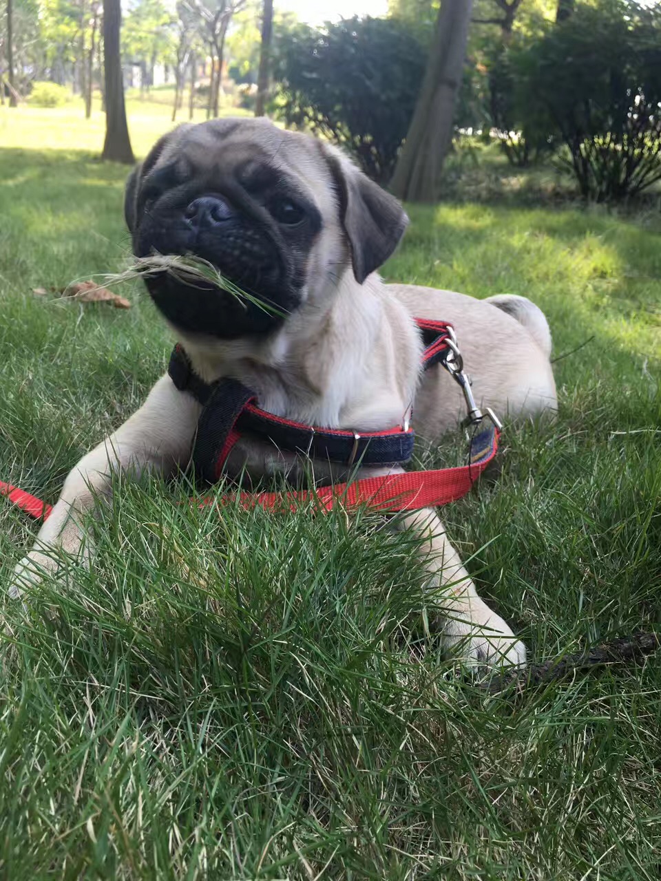 家有傻狗乐趣多,家有傻狗铲屎官的乐趣