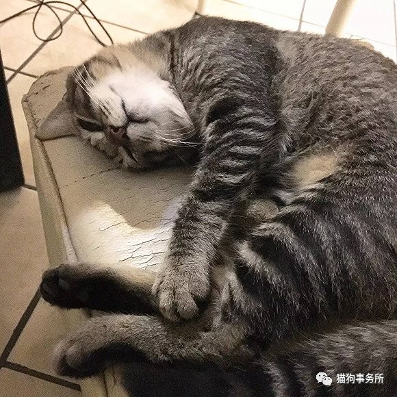 为什么猫可以让一个人的心情变好,猫能使人成熟的从来不是岁月