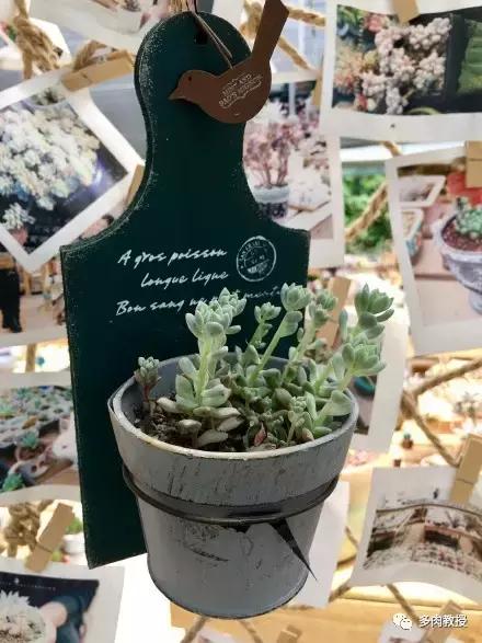 多肉的奇特之处,养的多肉长了蘑菇