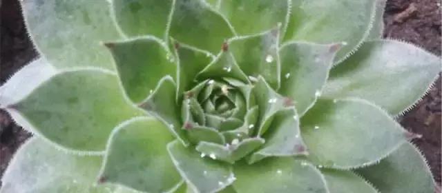 可以用驱蚊剂喷花吗,灭蚊喷雾剂可以喷花草吗