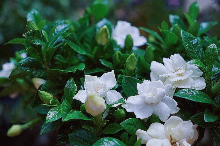 人间栀子花,人间栀子