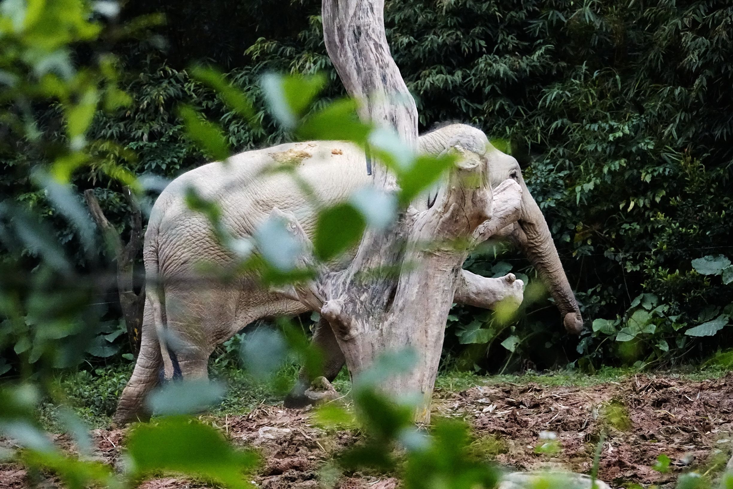 长隆野生动物园观赏攻略,长隆野生动物园需要准备的东西