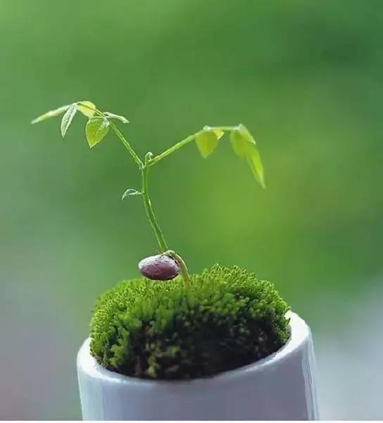 灭蚊药可以喷花卉么,灭蚊剂可以给花卉杀虫吗