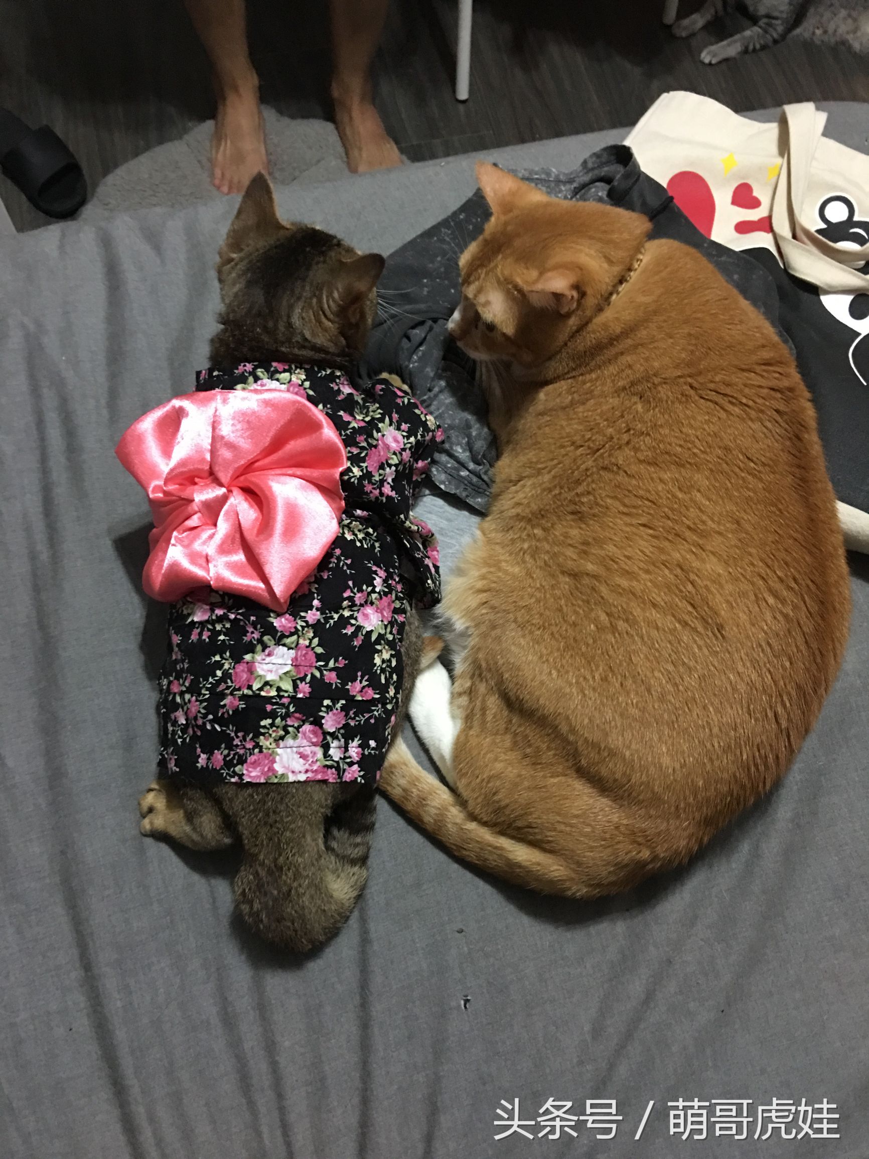 胖乎乎的喵星人妹子，穿上小衣服怎么拍都美美哒，铲屎的边拍照边被萌得满脸血啊