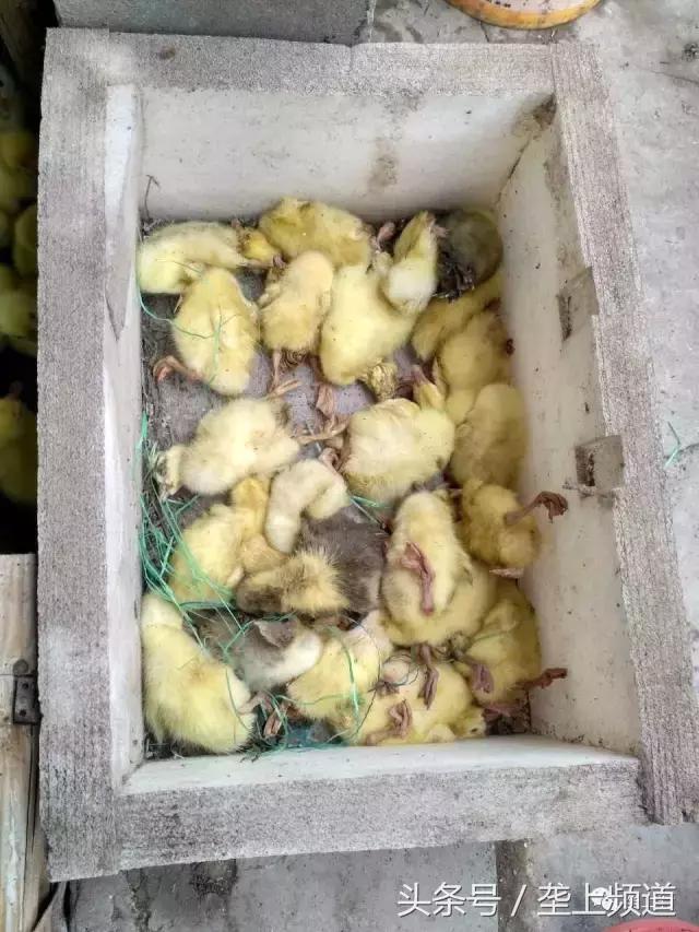 愤怒！网购鹅苗一天死一箩筐！